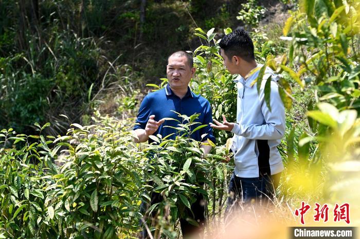 張高漢向參訪者介紹金花茶種植情況?！埥鸫?攝