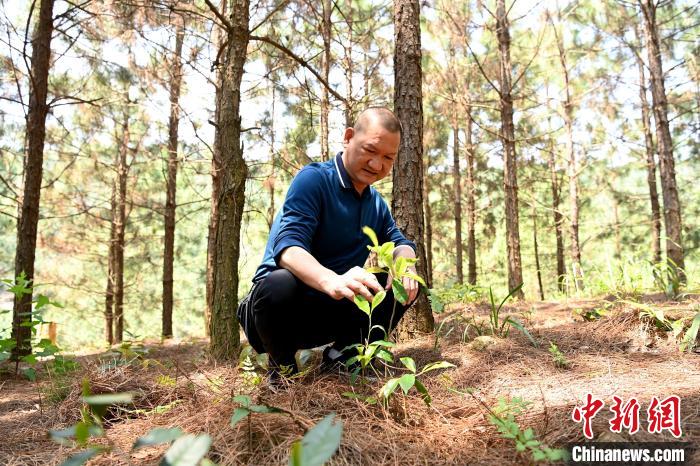 張高漢查看在松樹林下剛套種不久清明茶的生長情況?！埥鸫?攝